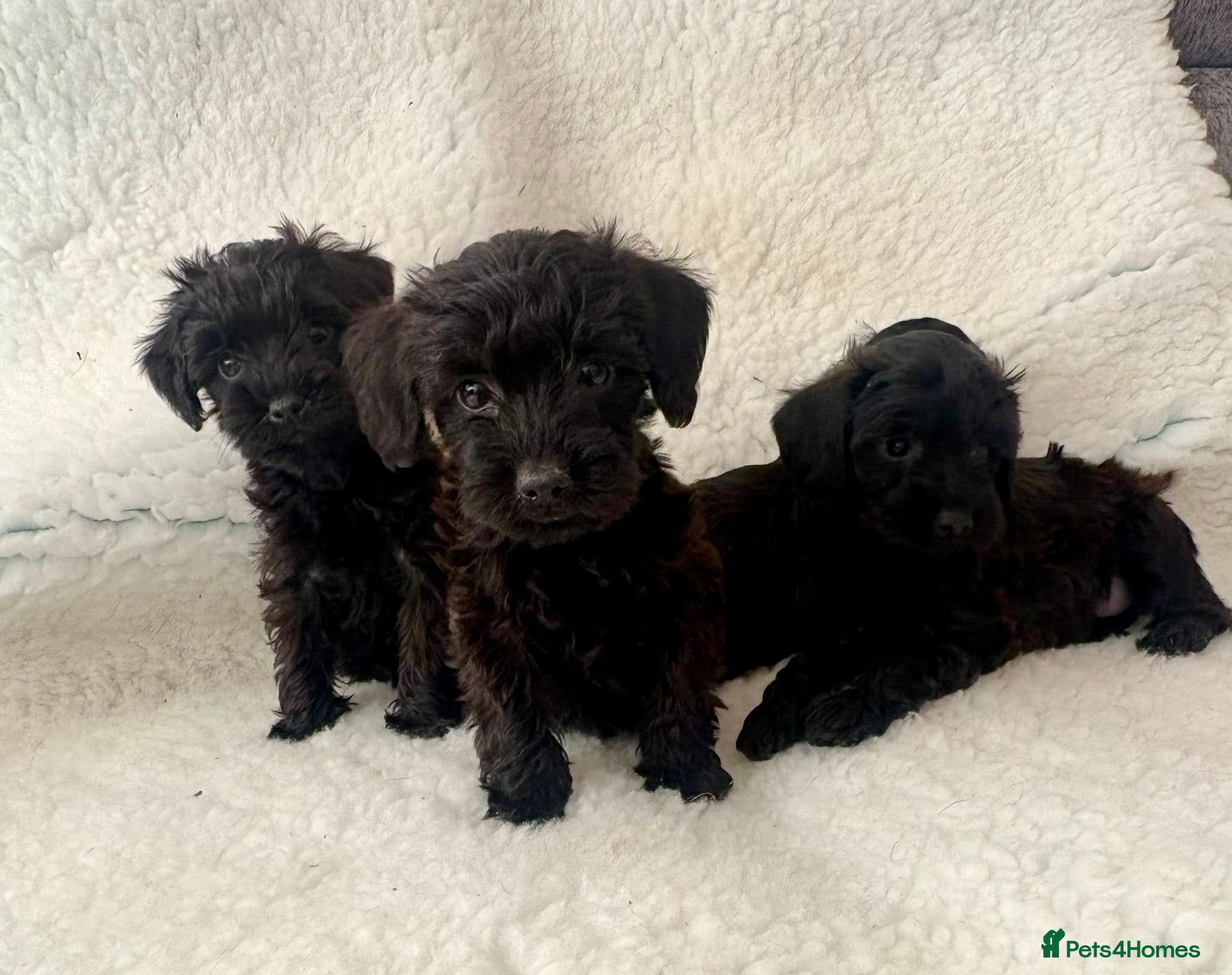 Schnoodle dogs Schnoodle puppies  - Advert 1