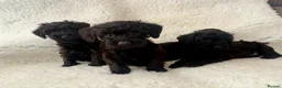 Schnoodle dogs for sale: Schnoodle puppies  - Advert 1