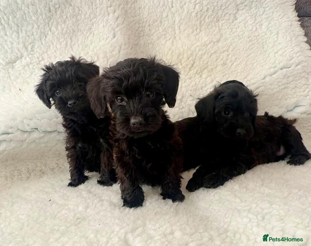Schnoodle dogs for sale: Schnoodle puppies  - Advert 1