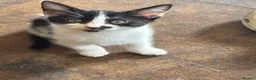 Domestic Shorthair cats for sale: One male one female  in Solihull - Advert 4