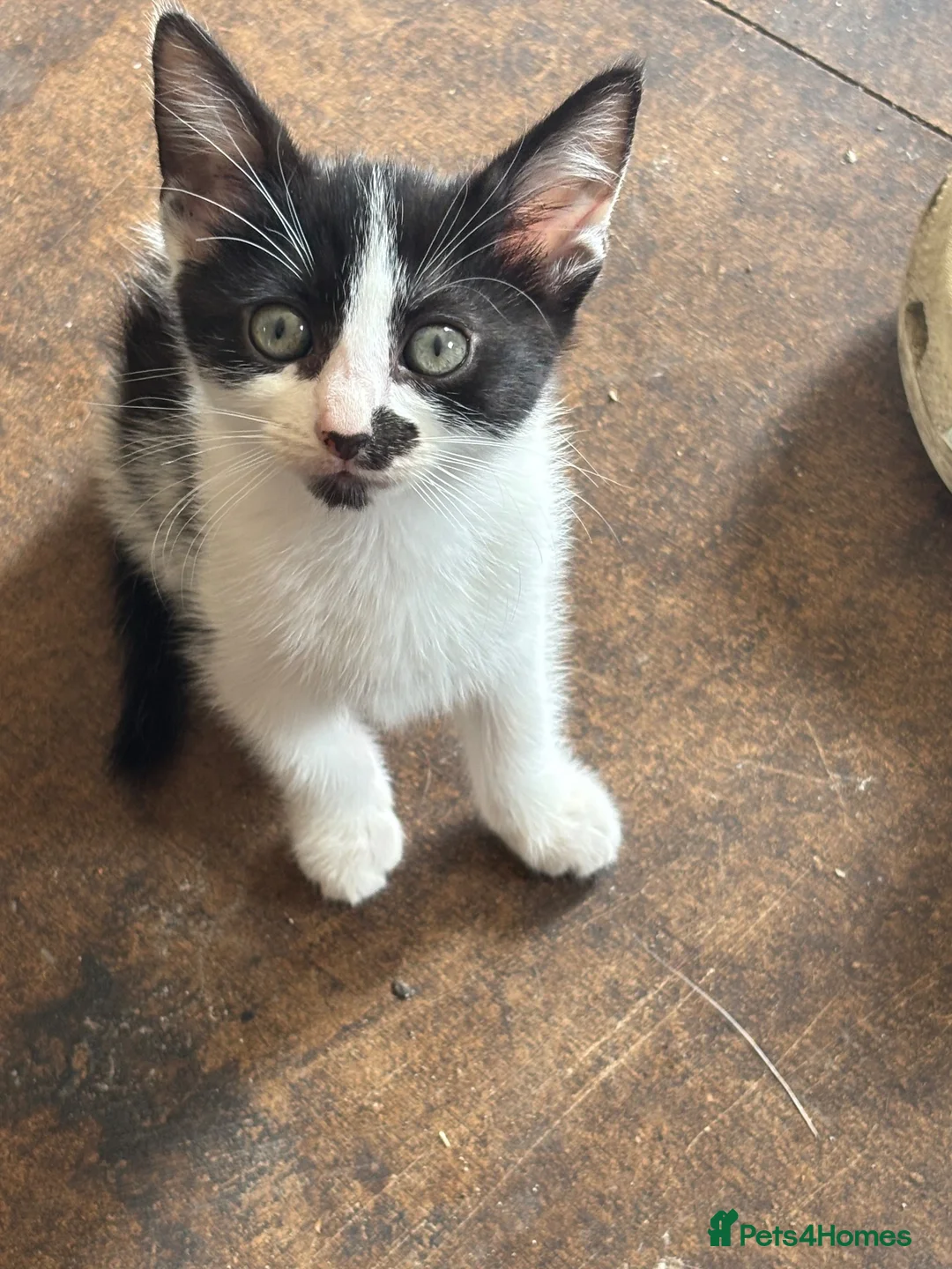 Domestic Shorthair cats for sale: One male one female  in Solihull - Advert 4