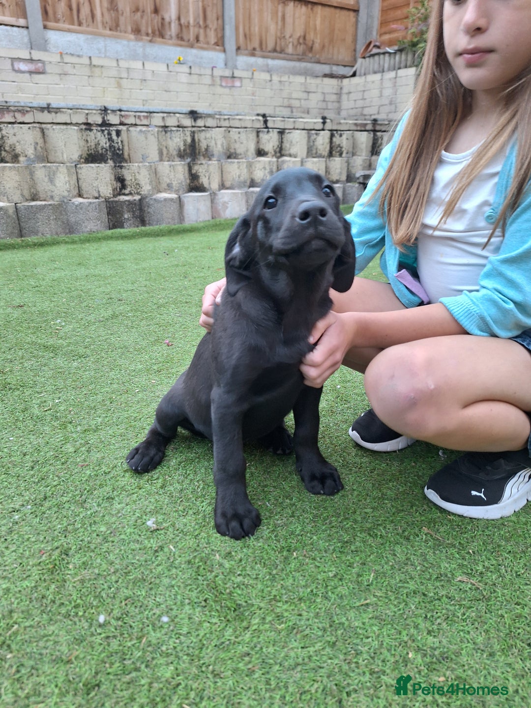 Labrador Retriever dogs for sale: ONLY 2 LEFT. Beautiful Healthy Labrador Puppies - Image 24