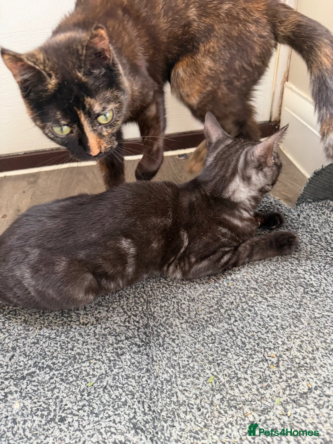 Mixed Breed cats for sale: Four Gorgeous Kittens Looking for Forever Homes! - Advert 2