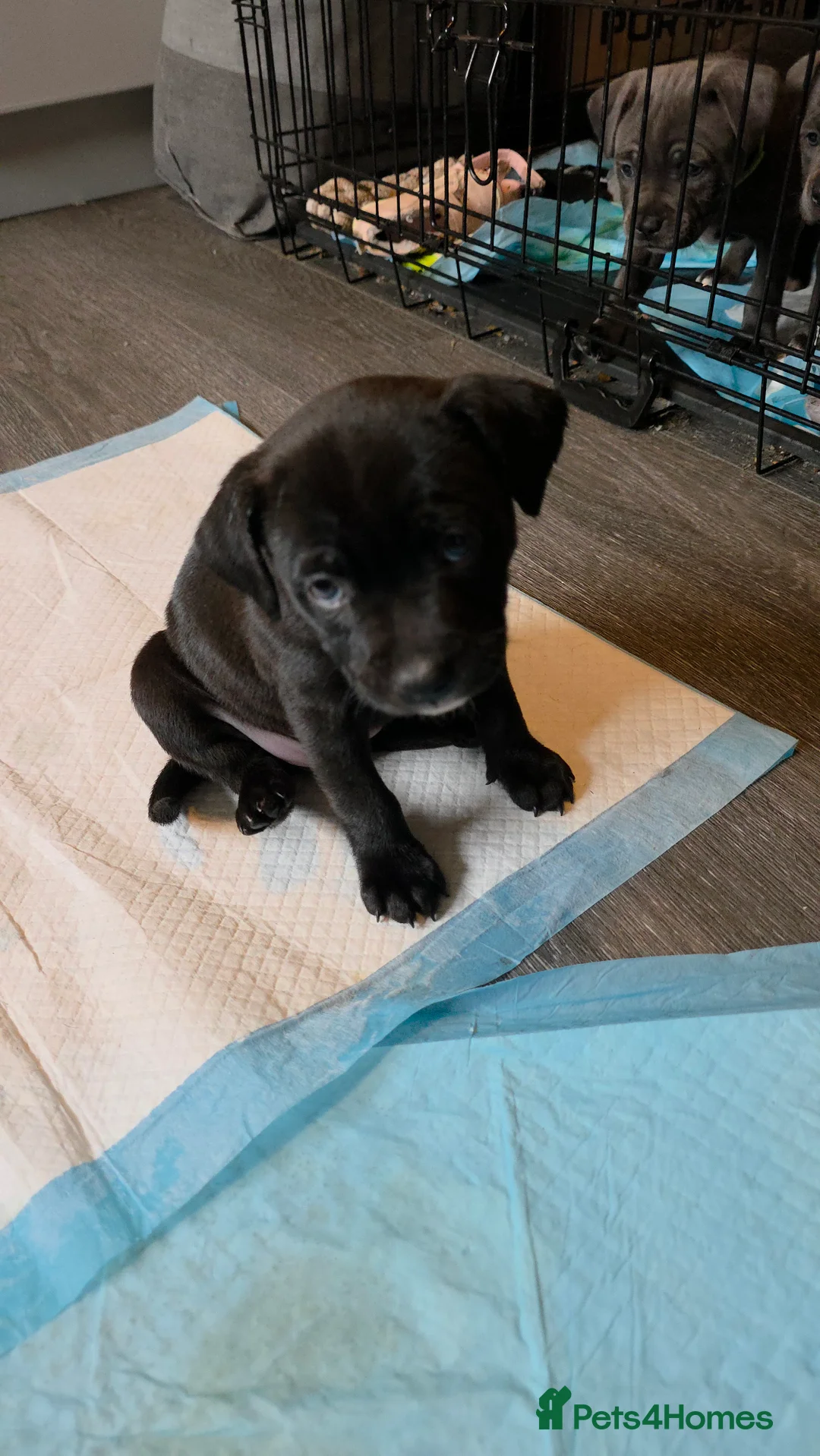 Staffordshire Bull Terrier dogs for sale: Staffordshire bull terrier blues  - Advert 30