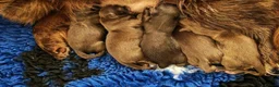 Chihuahua dogs for stud: KC reg-Heath Tested-Proven Stud - Advert 31