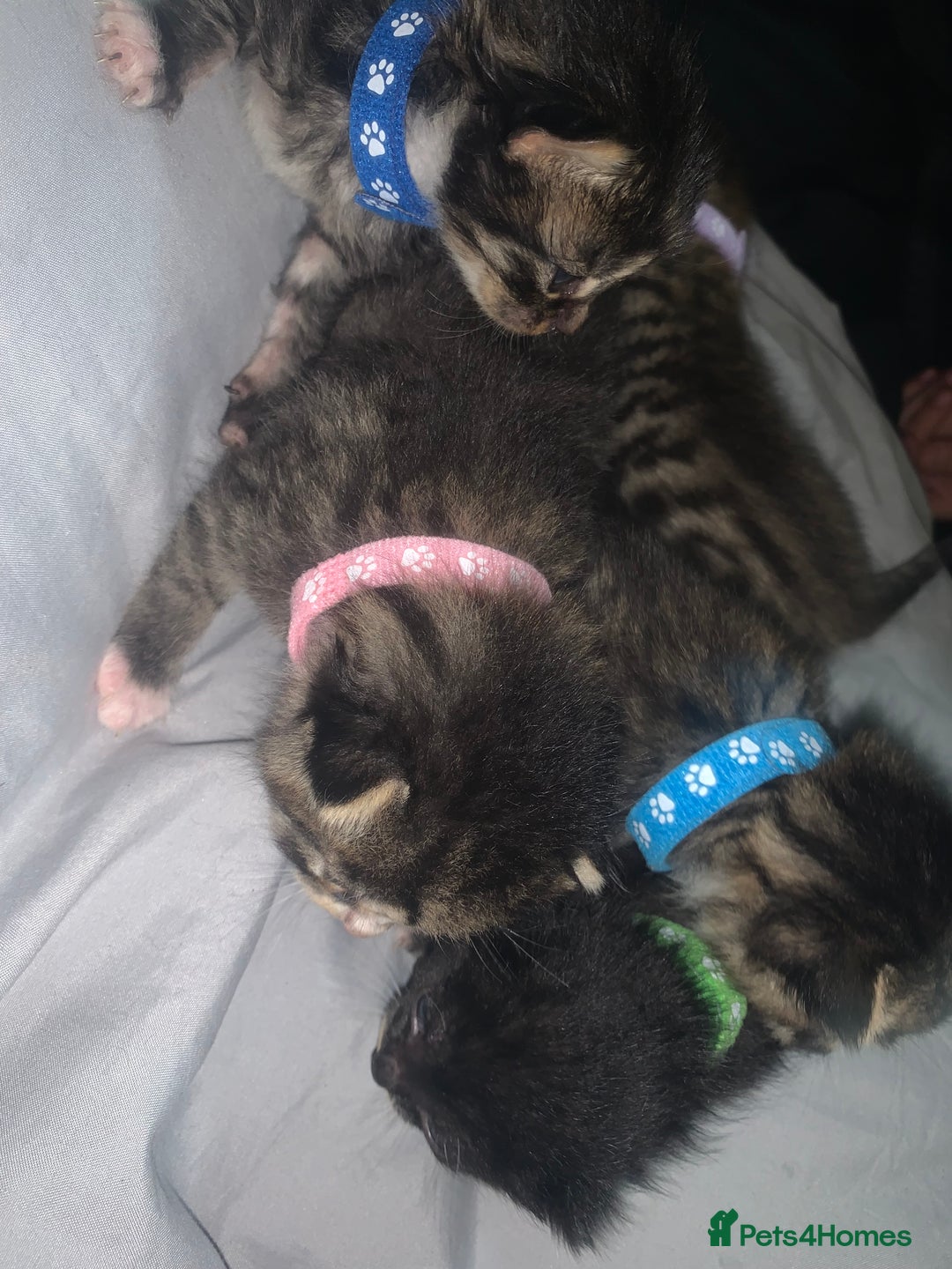 Mixed Breed cats for sale: beautiful kittens  - Image 16