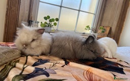 Mini Lop rabbits for sale: Mini lop and Lionheads for sale  - Image 7