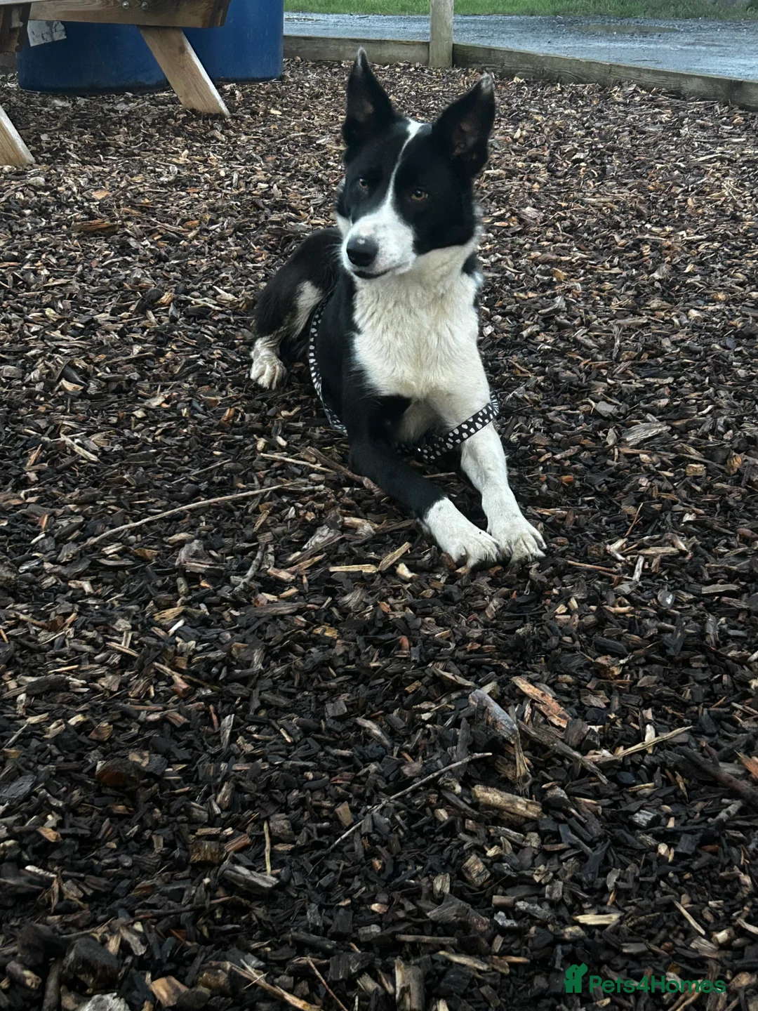 Border Collie dogs for sale: 1 little girl left  - Advert 12