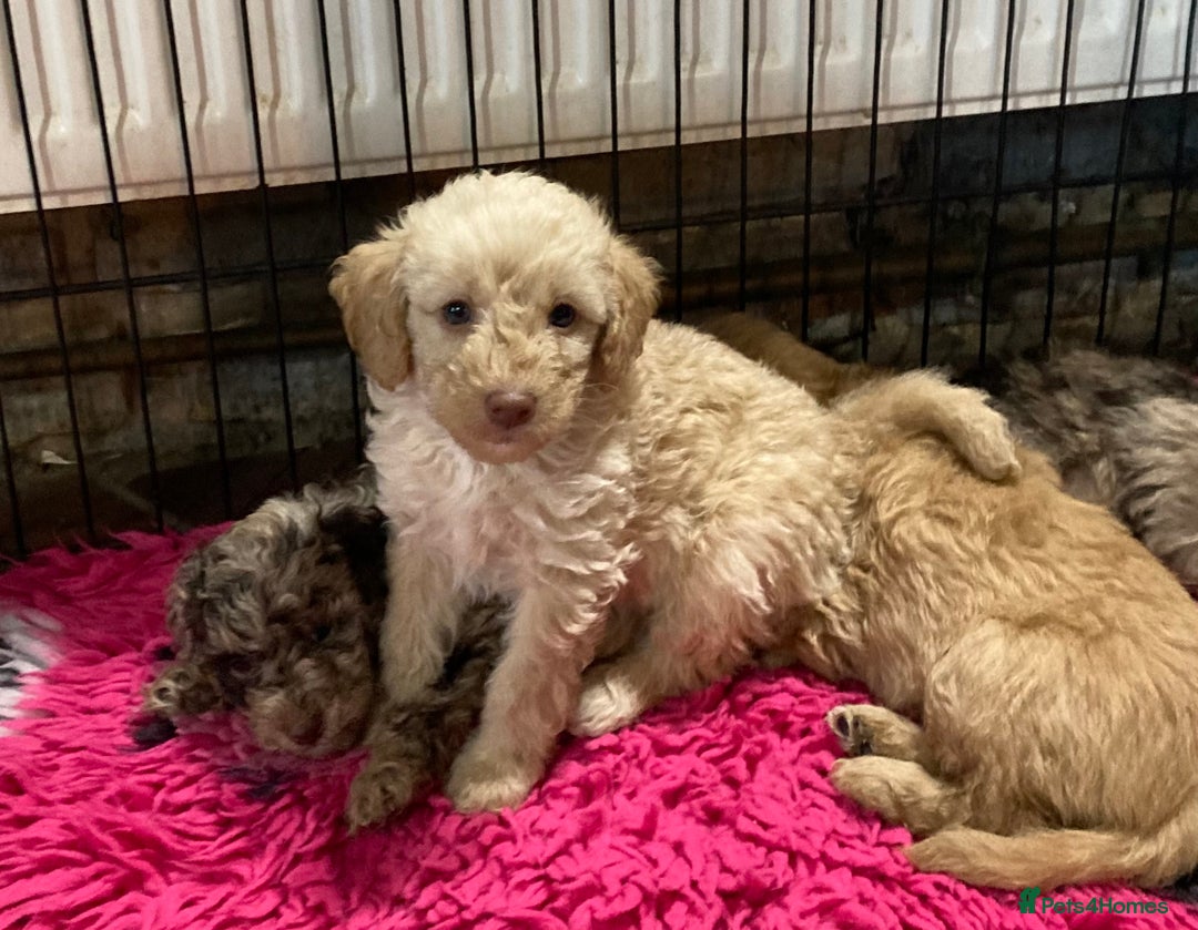 Bordoodle dogs for sale:  Beautiful Bordoodle Puppies inc Merle/Apricot - Advert 12