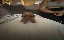 Cocker Spaniel dogs for sale: Cocker spaniel Puppies  - Advert 15