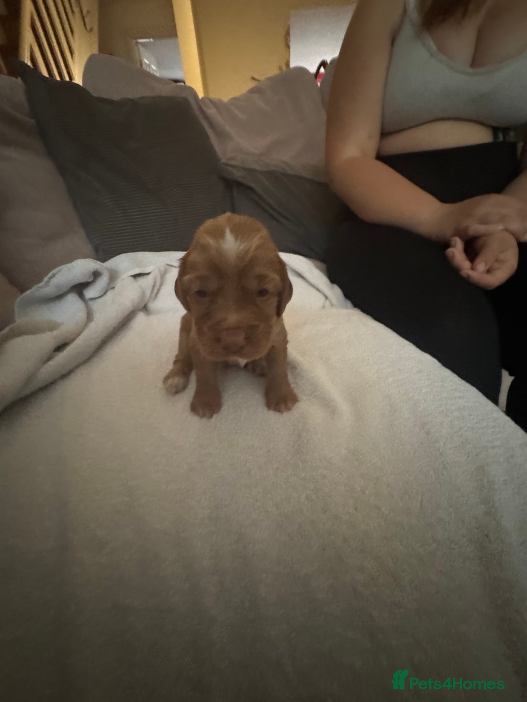 Cocker Spaniel dogs for sale: Cocker spaniel Puppies  - Advert 15