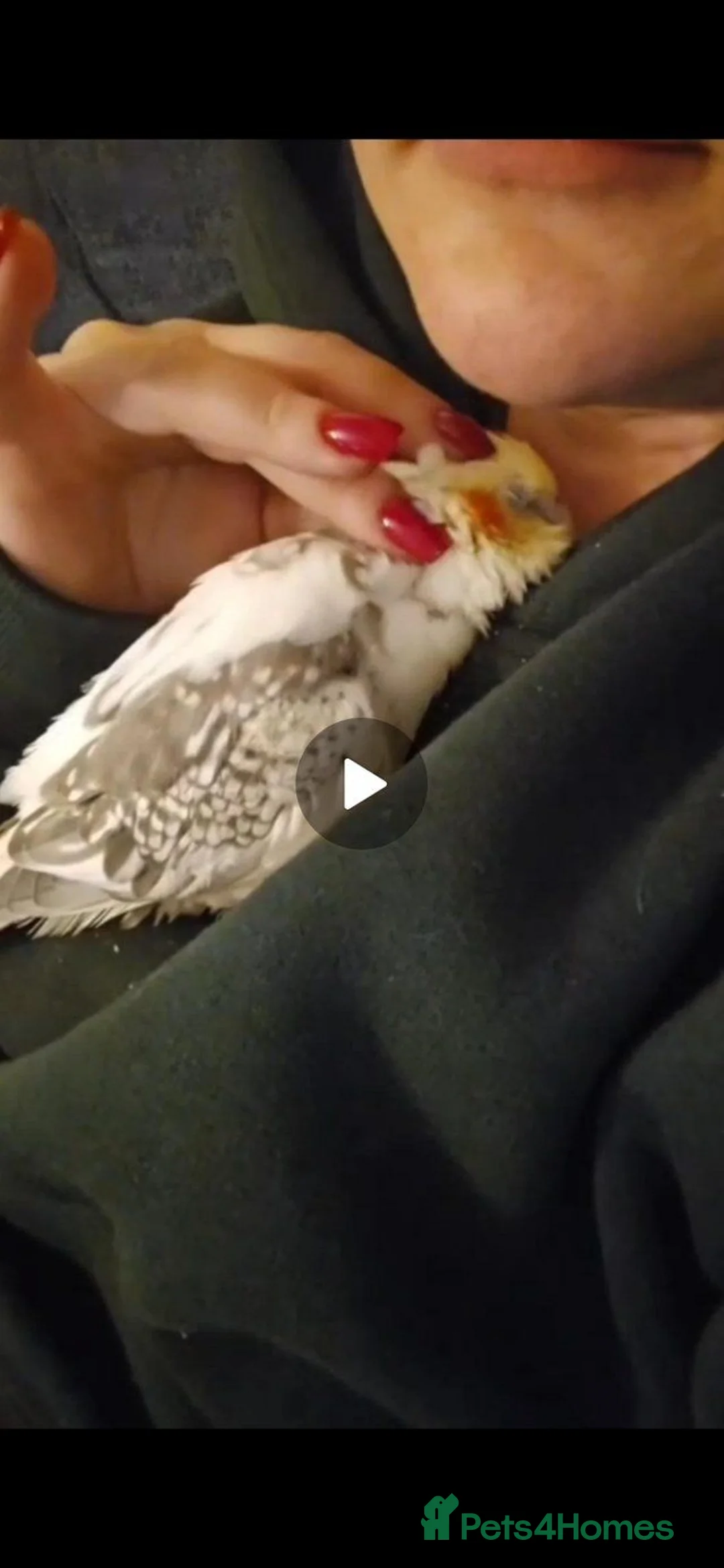 Cockatiels birds for sale: Silly Hand-Tame Male Cockatiel – DNA Tested - Advert 5