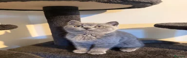 British Shorthair Kitten 4