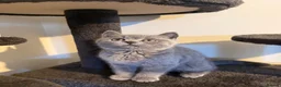 British Shorthair cats for sale: British short hair kitten  - Advert 9