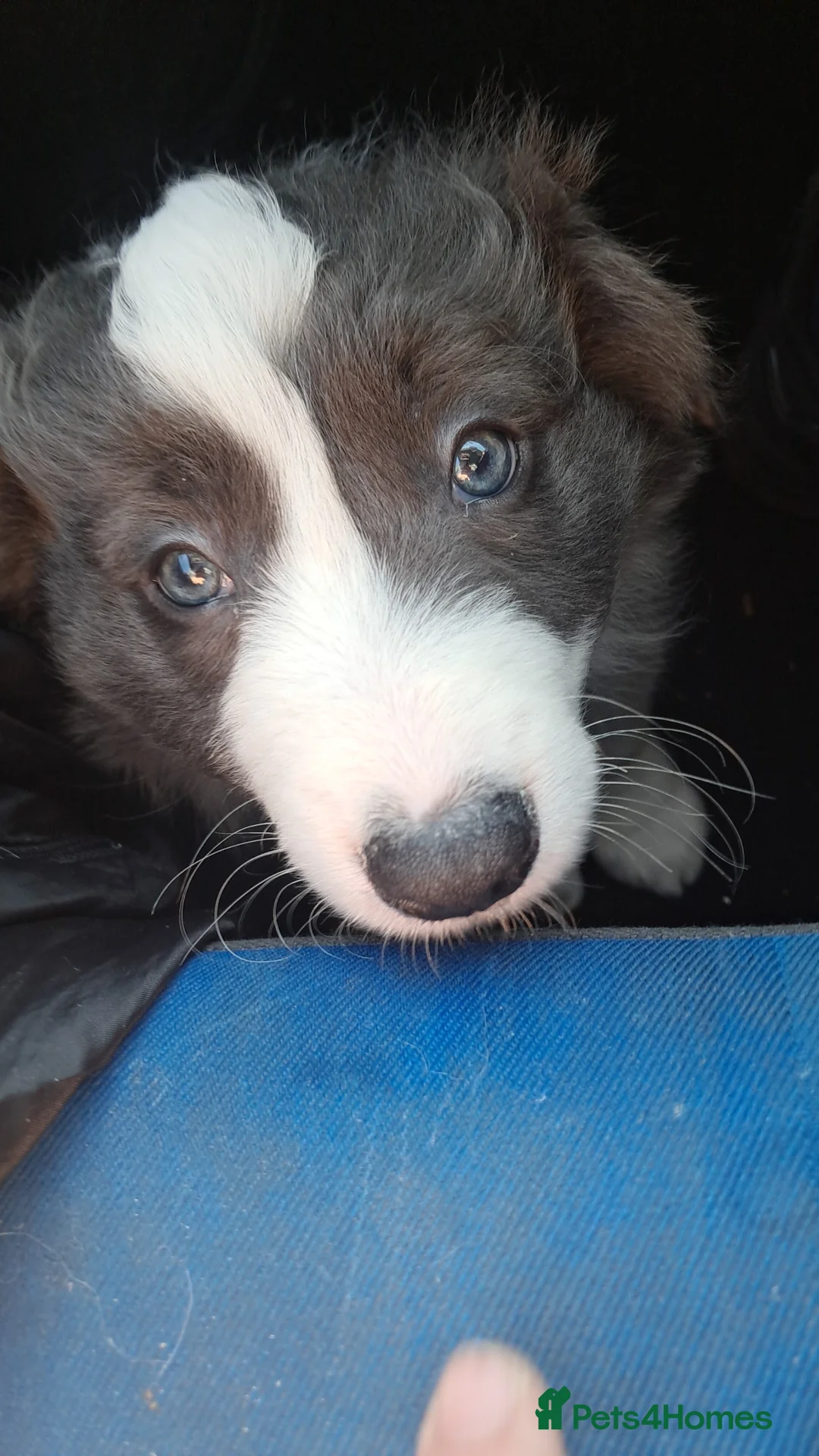 Border Collie dogs for sale: Border collie - Advert 2