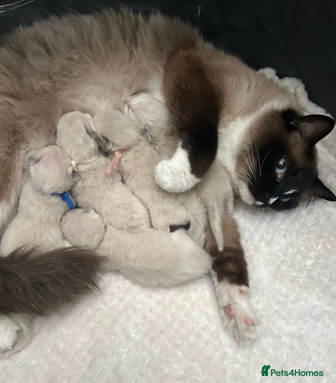Ragdoll cats Ragdoll kittens - Ready now - Advert 2
