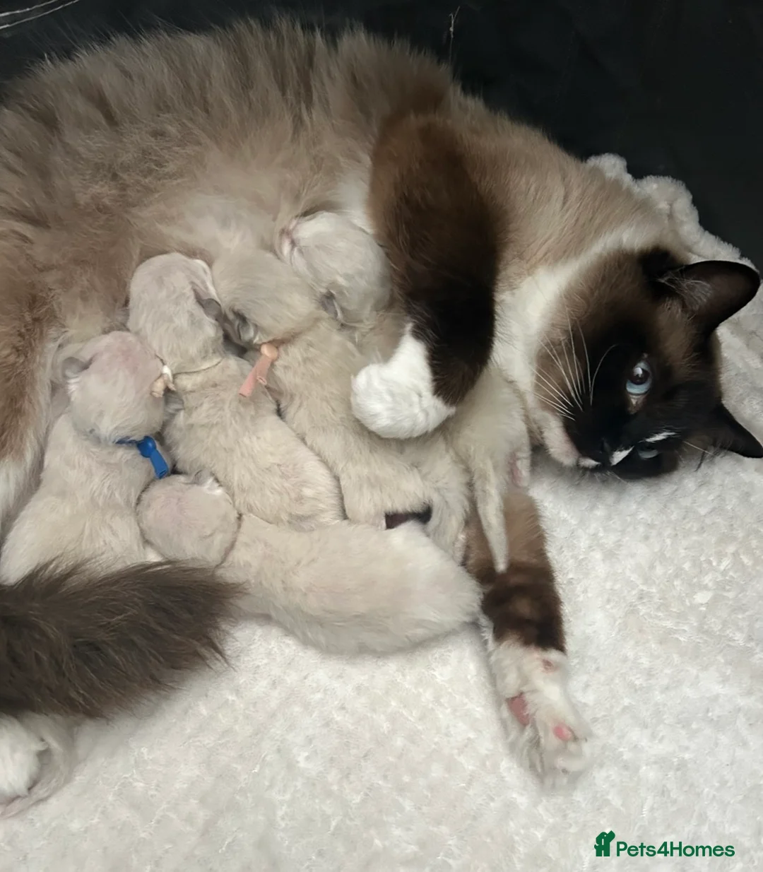 Ragdoll cats for sale: Ragdoll kittens - Ready now - Advert 2