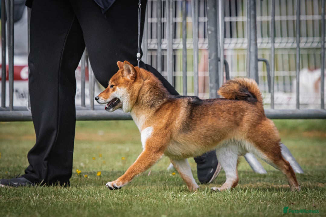 Japanese Shiba Inu dogs for sale: Well bred Japanese shiba inu puppies  - Image 2