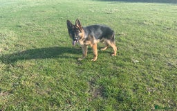 German Shepherd dogs for sale: 25 years experience breeding German Shepherds  - Image 15