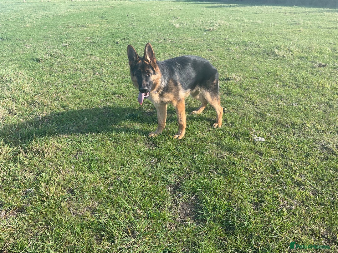 German Shepherd dogs for sale: 25 years experience breeding German Shepherds  - Image 15