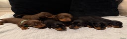 Miniature Dachshund dogs for sale: Miniature dachshund KC REG, Black and Tan left 🥰 - Advert 9