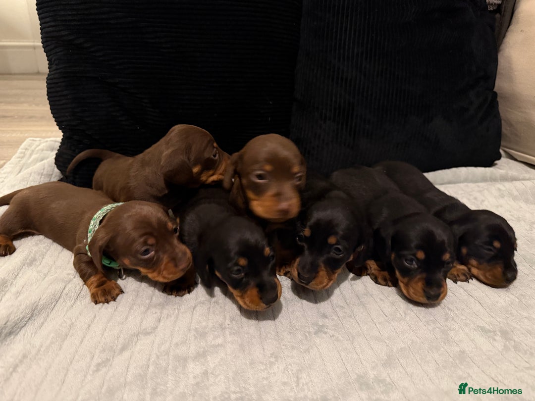Miniature Dachshund dogs for sale: Miniature dachshund puppies. KC REG, PRA CLEAR 🥰 - Advert 9