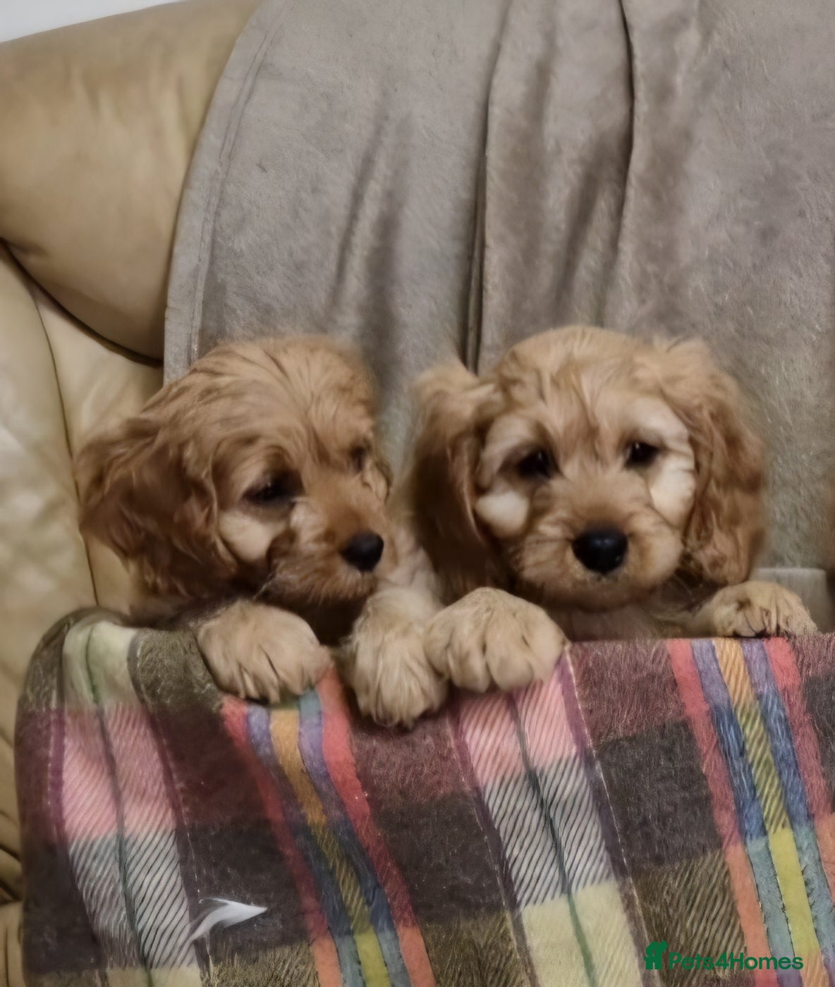 Cavapoo dogs Cavapoo Bundles of Joy 🥰 - Advert 9