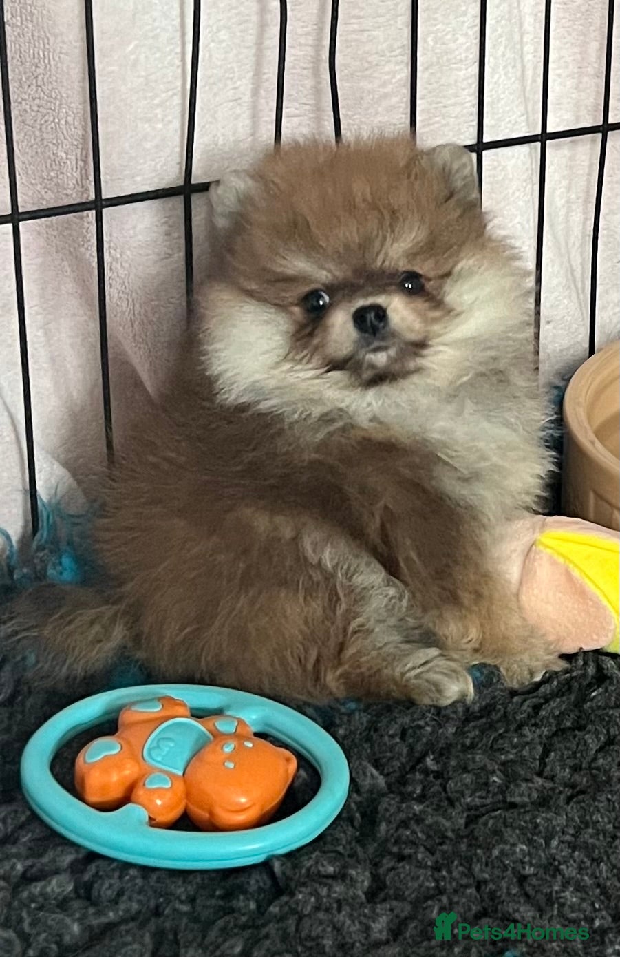 Pomeranian dogs for sale: Pomeranian Puppies Black & Tan Chocolate Sable - Advert 8