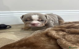 English Bulldog dogs for sale: English bulldog puppies  - Advert 24