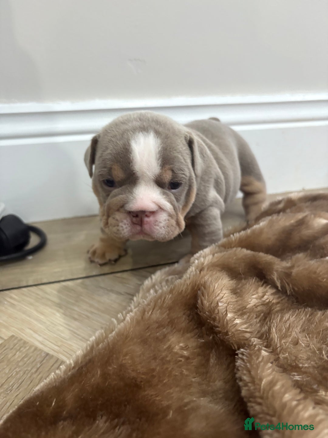 English Bulldog dogs for sale: English bulldog puppies  - Advert 24