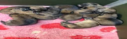 German Shepherd dogs for sale: Super Special Unique German Shepard Puppies  - Advert 18
