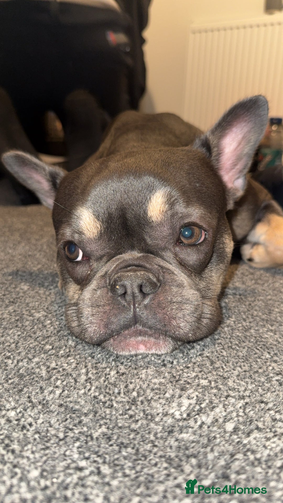 French Bulldog dogs for sale: french bulldog - Advert 4
