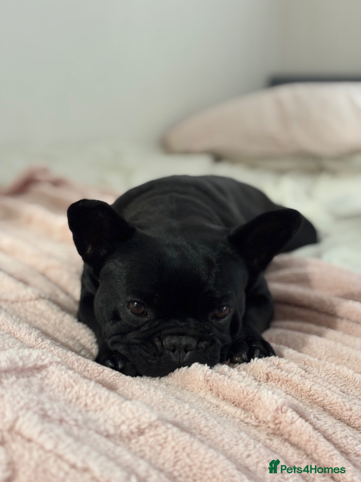 French Bulldog dogs Looking for her forever home  - Advert 1