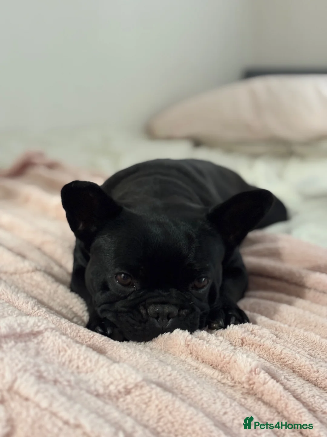 French Bulldog dogs for sale: Looking for her forever home  - Advert 1