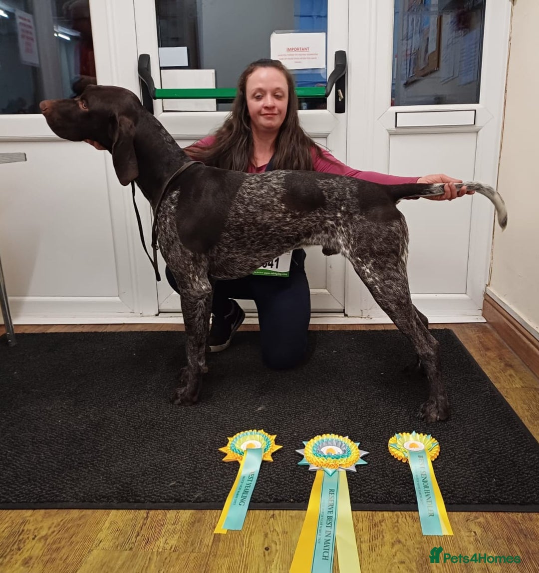 German Shorthaired Pointer dogs for stud: KC registered GSP for stud  - Image 2