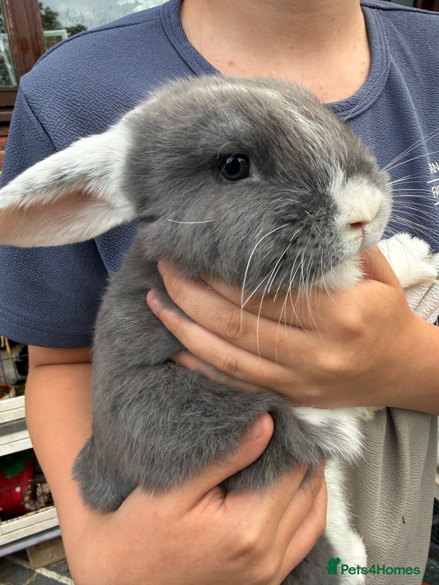Mini Lop rabbits Pure bred mini lop bunnies - Ready Now - Advert 1