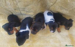 Jack Russell dogs for sale: Jack russell puppies - Image 5