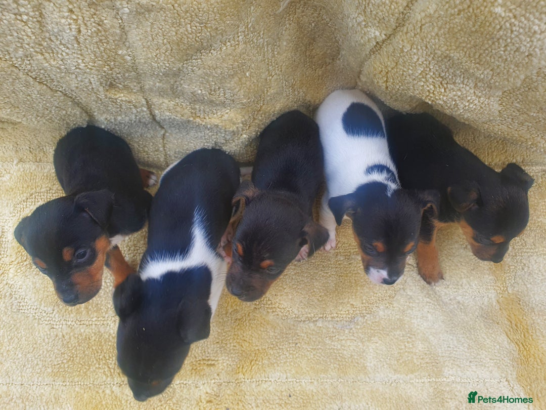 Jack Russell dogs for sale: Jack russell puppies - Image 5