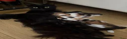 Mixed Breed cats for sale: 4 female kitten for sale - Advert 5