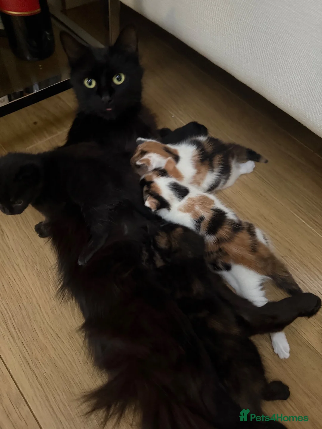 Mixed Breed cats for sale: 4 female kitten for sale - Advert 5