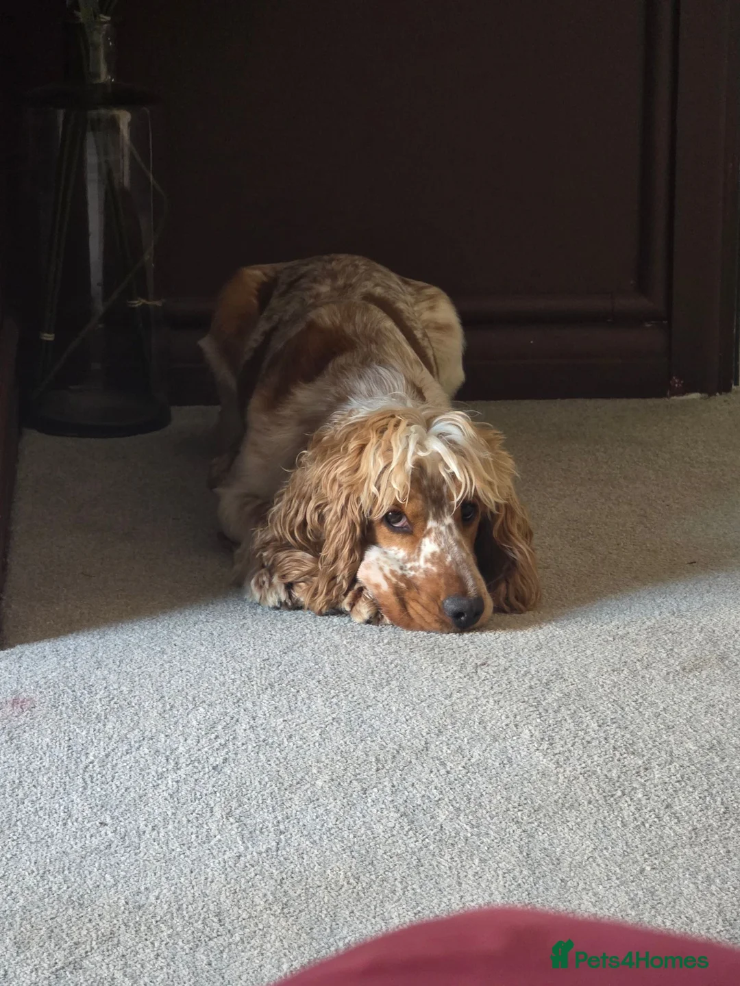 Cocker Spaniel dogs for stud: Stud dog  in Fleet - Advert 2