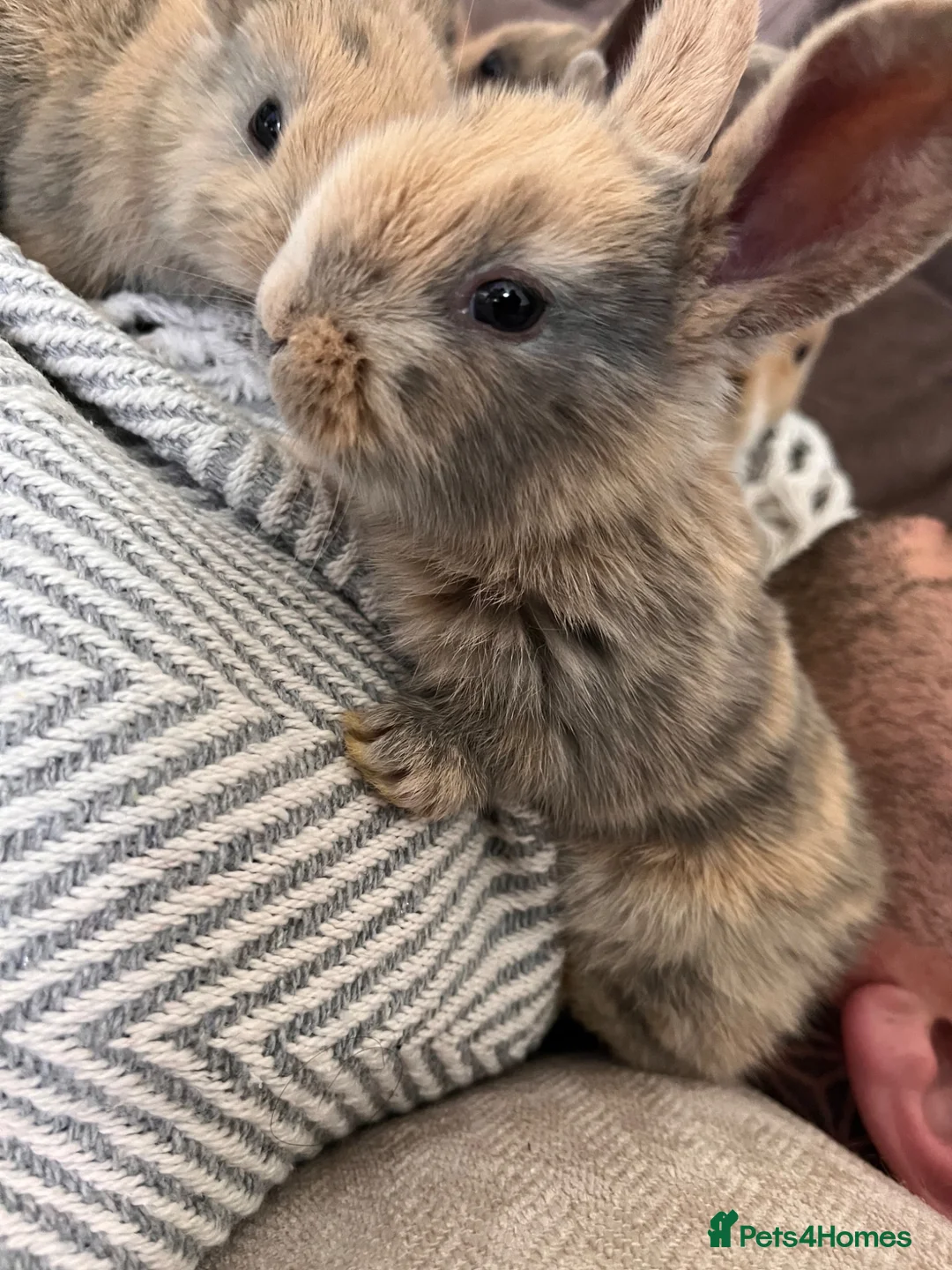 Mini Lop rabbits for sale: **two mini lops left *** - Advert 2