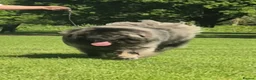 Caucasian Shepherd Dog dogs for sale: Caucasian shepherd Junior Champion  - Advert 9