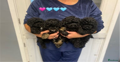 Toy Poodle dogs PEDIGREE TOY POODLES PRA CLEAR  - Advert 10