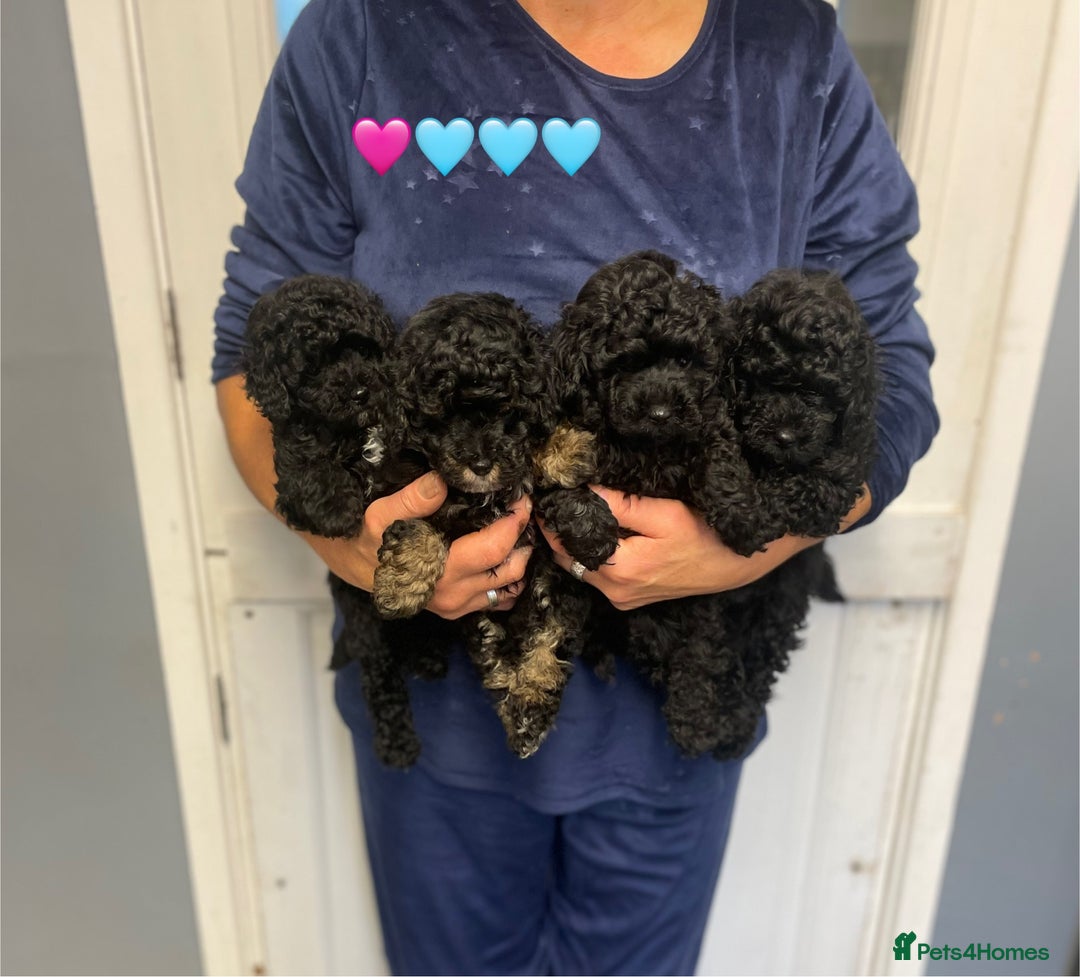 Toy Poodle dogs for sale: PEDIGREE TOY POODLES PRA CLEAR  - Advert 2