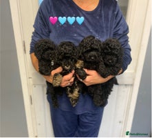 Toy Poodle dogs PEDIGREE TOY POODLES PRA CLEAR - Advert 3