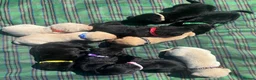 Labrador Retriever dogs for sale: Stunning Black and Yellow Labrador Pups Available - Advert 6