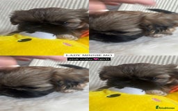Shih Tzu dogs for sale: !READY NOW! 1 boy left!! pure bred shih tzu 🐾 🐾  - Image 11