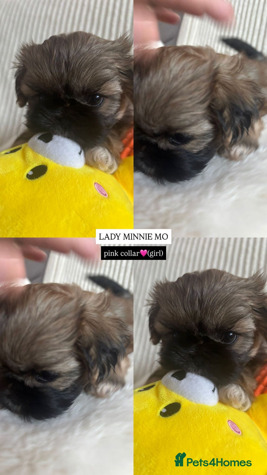 Shih Tzu dogs for sale: !READY NOW! 1 boy left!! pure bred shih tzu 🐾 🐾  - Image 11