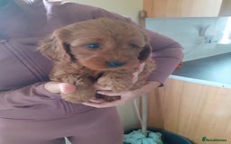 Cavapoo dogs for sale: Miniture F1 cavapoo pups  - Image 6